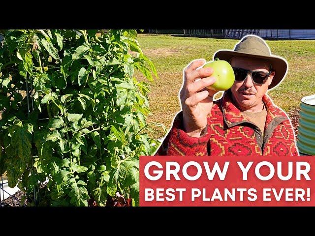 The SECRET to BEAUTIFUL TOMATO PLANTS | Can You Do It?