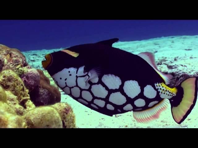 Clown Triggerfish Balistoides conspicillum