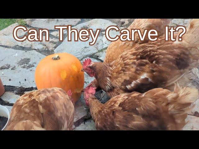 chicken pumpkin carving and getting ready for Halloween