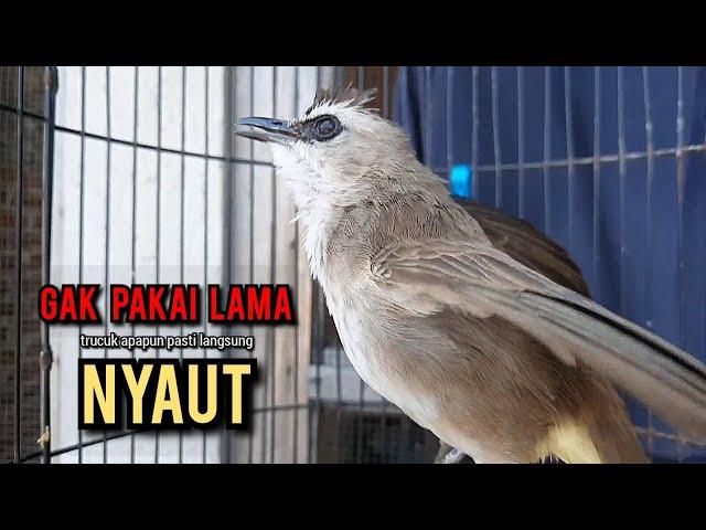 trucukan gacor TARUNG ROPEL PANJANG pancingan trucukan agar bunyi jadikan burung trucuk gacor EMOSI