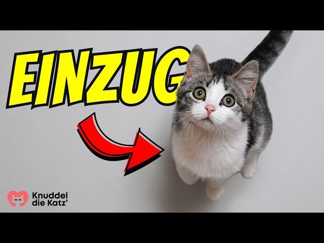 KATZE EINGEWÖHNEN | 7 Tipps um deine Katze an ihr neues Zuhause zu gewöhnen