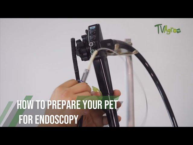 How to Prepare Your Pet for Endoscopy