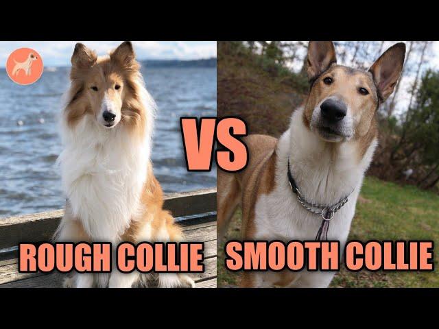 Rough vs Smooth Collie: Guide to Choose the Right Dog