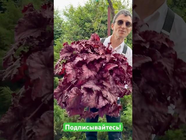 Бегония нашей селекции DS-Ягода-малина  #бегонии  #dimetris