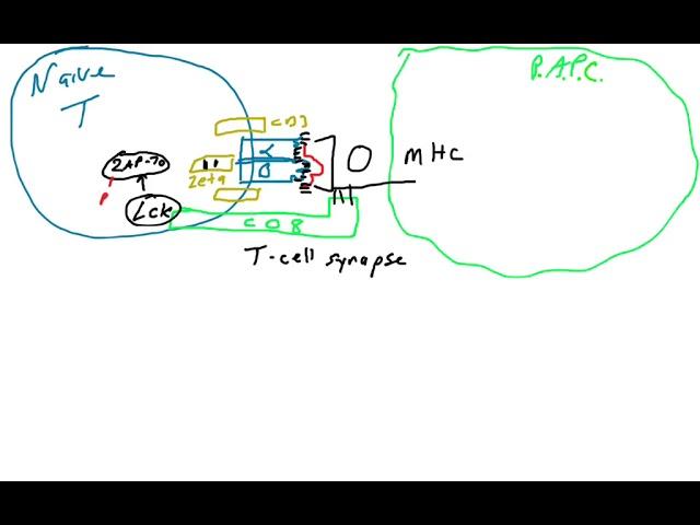 T cell activation