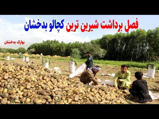 گزارش تمیم دهکده کووک، بزرگترین زمین کچالو، برداشت کچالو بهارک بدخشان Badakhshan Media