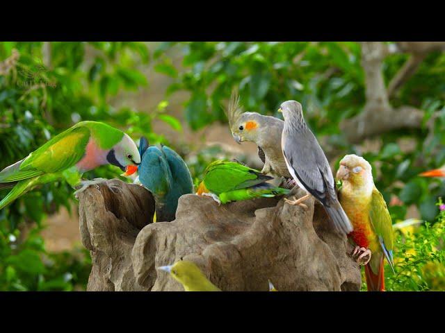 24/7 LIVE Cat TV: Squirrels, Parrots & Tropical Birds in Their Natural Habitat – 4K HDR Nature