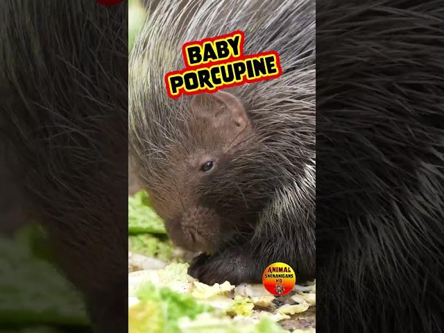 Cute Baby Porcupine #Eating #mukbang