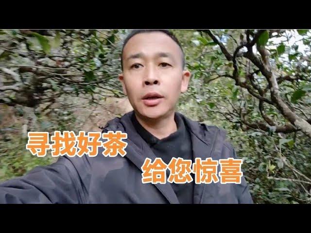 名山古树茶价格太高！这片茶园的料做普洱茶性价比高，您会喜欢吗7070112125250699790