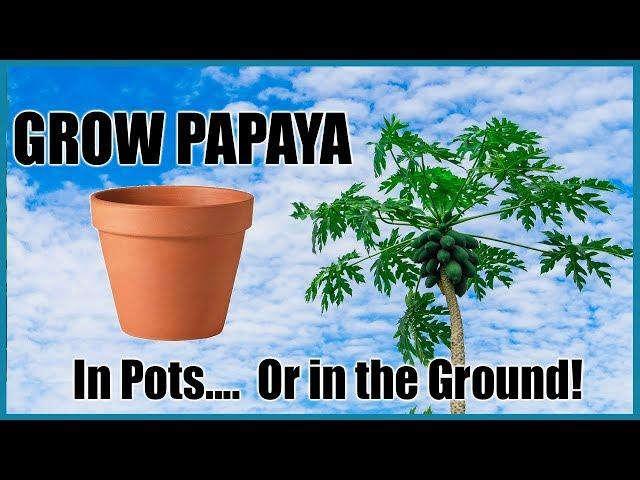 How to Grow Papayas in Containers or in the Ground. // Complete Growing Guide