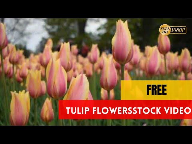 TULIP FLOWERS - No Copyright Stock Videos - #royaltyfreestockvideos #freestockvideos