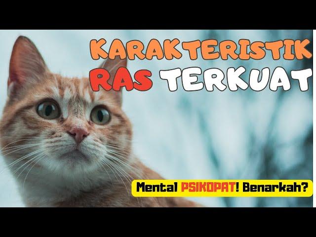 Kenapa Kucing Oren Nakal? Menguak Sifat dan Karakter Sang Ras Terkuat