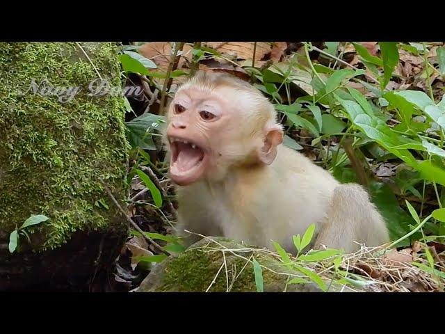 Newly abandoned monkey Rojo cries & is terrified of Rose when she beat him for no reason