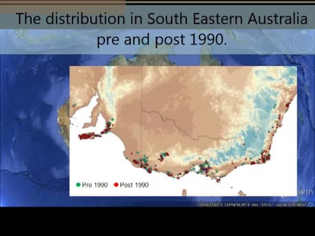 Southern Brown Bandicoot- The conservation of a Species