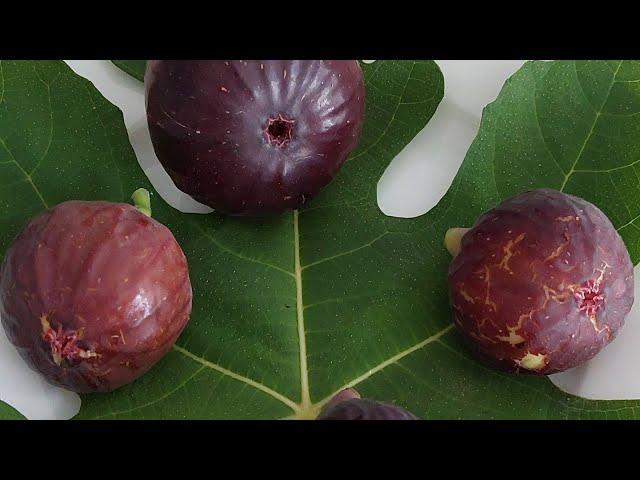 Amazing hidden benefits of fig tree 