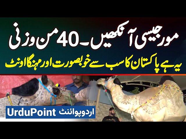 Pakistan Ka Sab Se Beautiful Camel - Mor Jaisi Aankhen - 1600 KG Weight