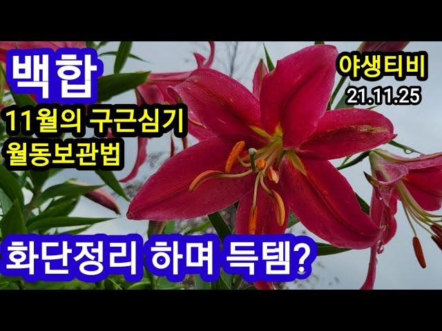 백합.11월의구근심기.월동방법 ㆍ장소