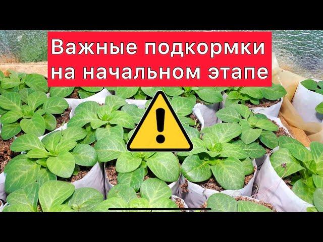 Важные подкормки на начальном этапе