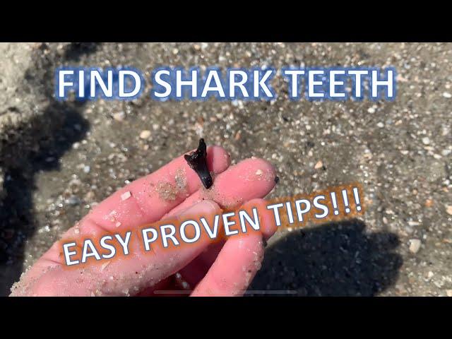 HOW TO FIND SHARK TEETH at the beach