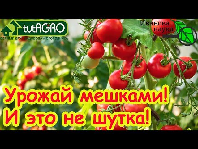 ТОМАТЫ КАК С КАРТИНКИ: 5 капель на литр и урожай собирайте ТОННАМИ! Не болеют и прут как бешеные!
