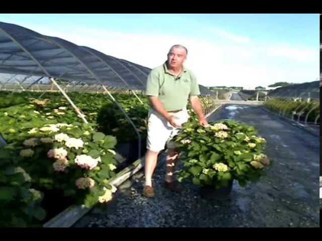 Forever & Ever Hydrangeas at Overdevest Nursery.