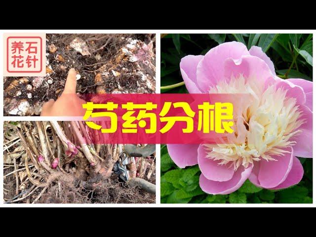 芍药花分根 - 实战演示和讲解 - 需要一点点力气和技巧