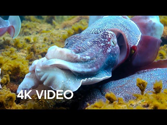 Cuttlefish Mimics Being Female To Mate | 4K UHD | Blue Planet II | BBC Earth