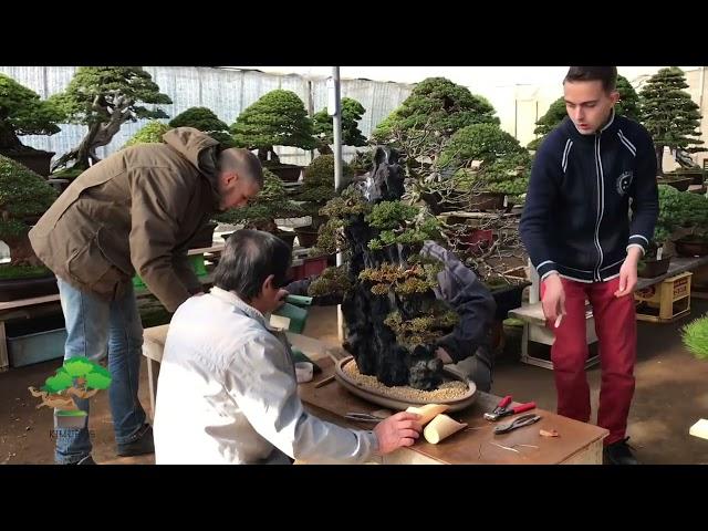 During apprenticeship of Andrei Bessonov/Putting rock planting bonsai into  pot by Masahiko Kimura