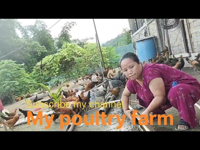 poultry farm of sonali murgi#desi murgi #chicken #poultryfarming