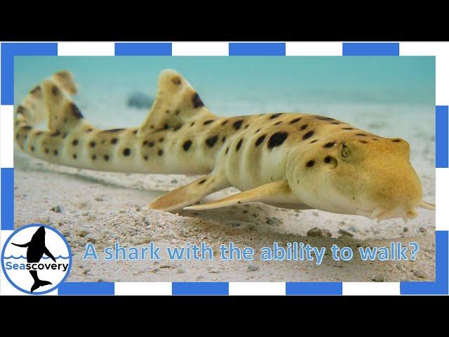 A shark with the ability to walk? Epaulette Shark (Hemiscyllium ocellatum)