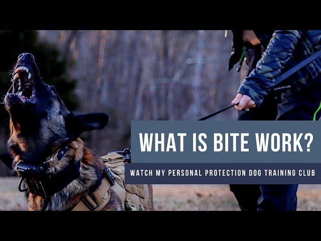 What is bite work for dogs? Join me for Personal Protection Training "Bite Club"!