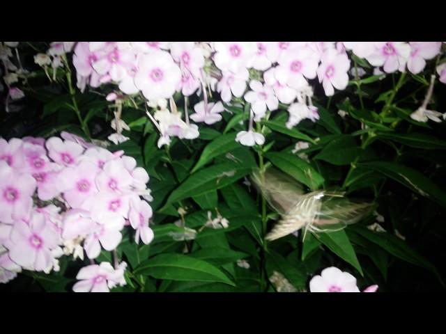 White-lined hawk moth feeding at night