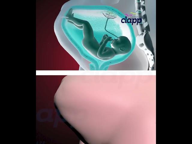 Struggles of Baby Inside the Womb (3D Animation)
