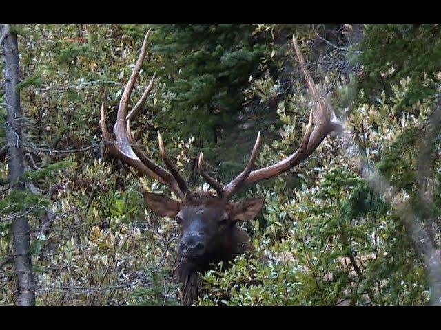 BOWHUNTING BIG PUBLIC LAND ELK! | L2H S08E02 "Mountaintops & Teardrops"