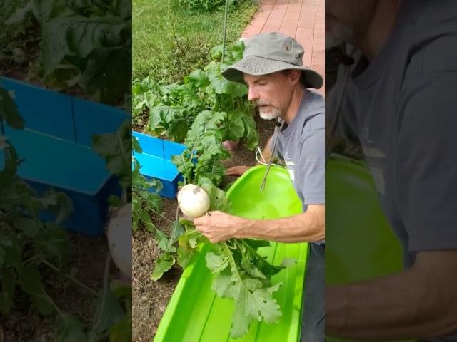 Tips for Harvesting Turnips