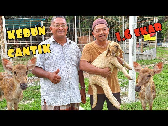 ️ ATOK MELAWAT SAHABAT TERNAK RUSA TEPI RUMAH