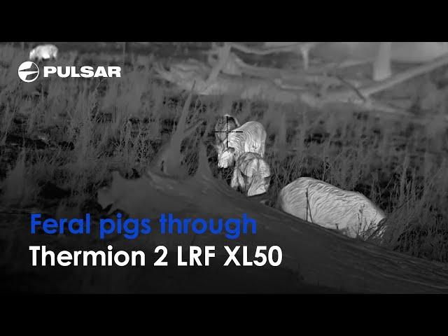 Pulsar Thermion 2 LRF XL50 | Thermal imaging scope | Live testing in Australia