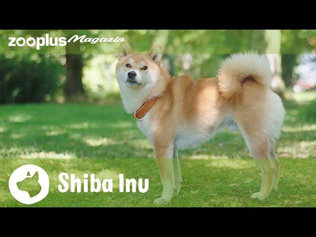 Shiba Inu im Rasseporträt: Charakter, Haltung & Pflege | zooplus Magazin