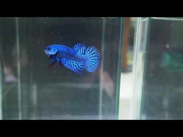 Wild betta hybrid - full mask blue mahachaiensis hybrid of Franksbettas