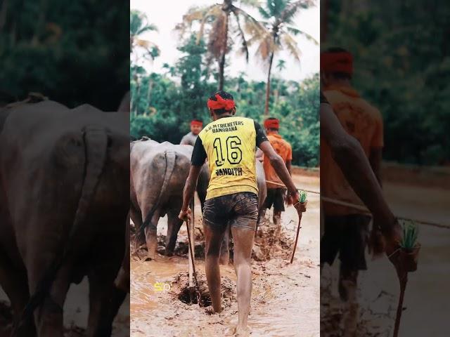 TEAM NANDALIKE | TULUNADU KAMBALA| CULTURE|DRISHYAM STUDIOS| 2023