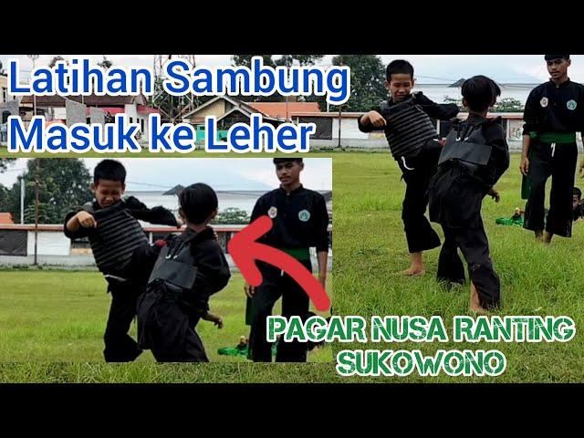 Latihan sambung Pagar Nusa Ranting Sukowono,