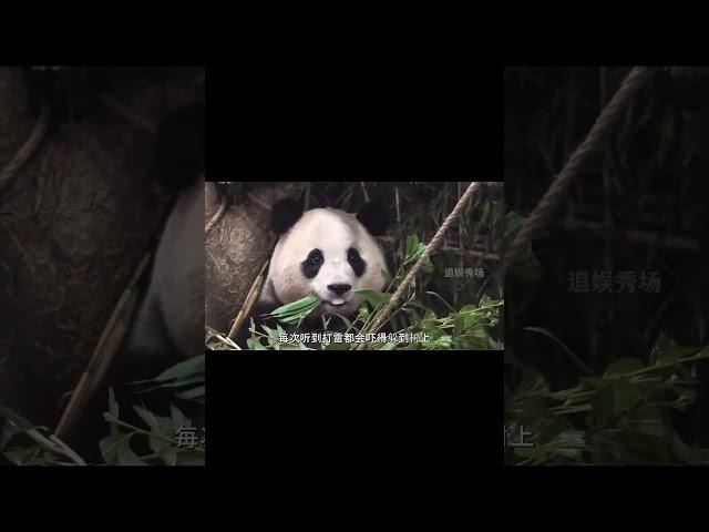 一方水土养一方熊 #追娱秀场 #panda #疯狂动物园