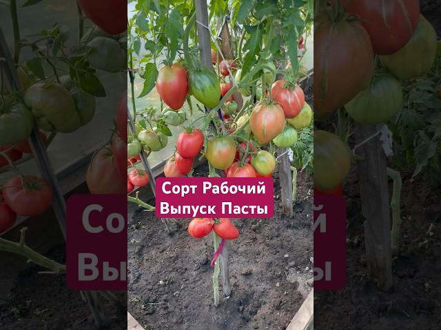Сорт Рабочий выпуск Пасты 