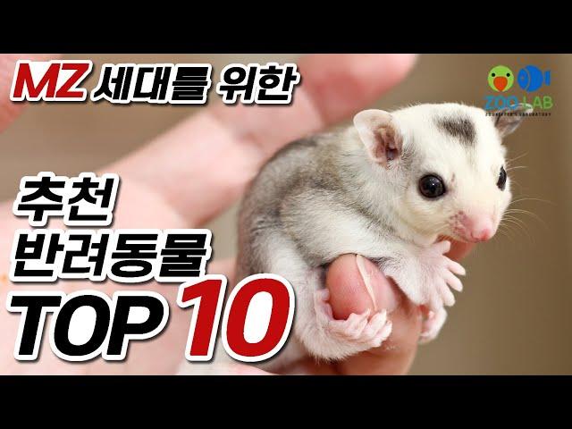 바쁘고 복잡한 현대인을 위한 추천 반려동물 TOP10!