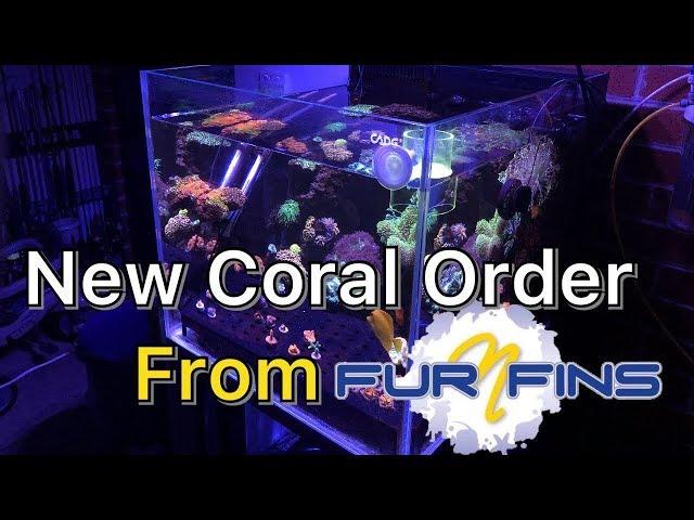 New Coral Shipped by Fur n Fins!