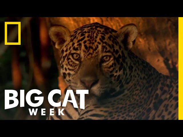 Learn About the Jaguar | Big Cat Week