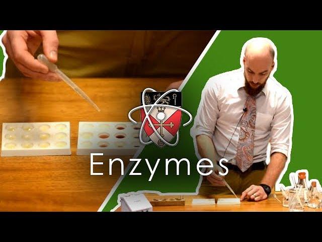 Enzymes - GCSE Science Required Practical