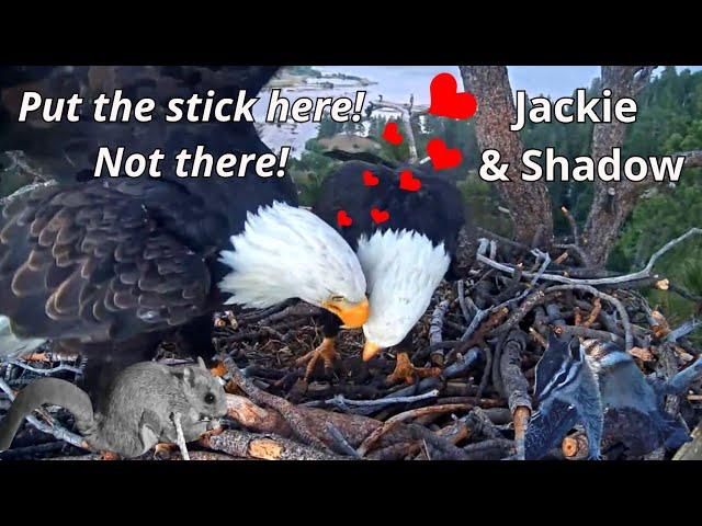 Jackie & Shadow's ️Love Meetings In The Nest At The End of July + Fiona, Chipmunk & Gray Squirrel