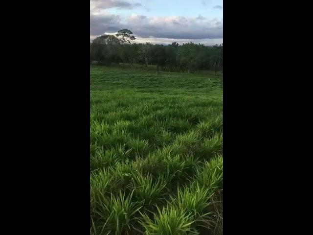 Pasto hibrido Cobra de corte de semillas papalotla