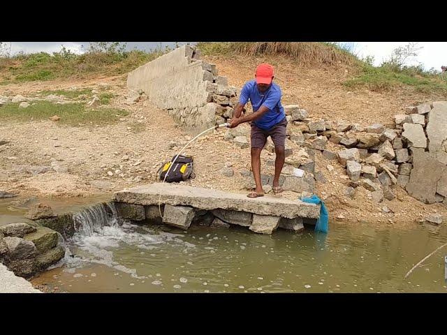 Best Baam fishing Technique|Fishing For Baam&Tilapia To Catch With Singal hook|Unique Fishing video